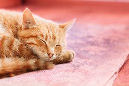 Tired Of Tired? How To Sleep Like A Cat