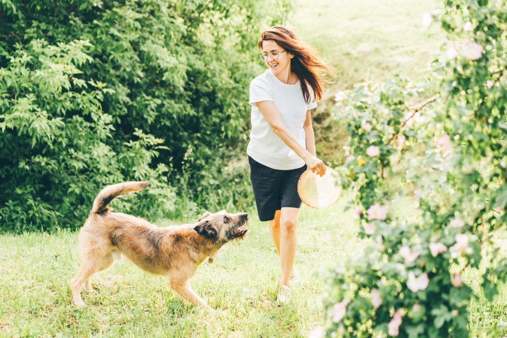 Woman with glasses in white t-shirt plays with jumping funny grey fluffy dog using plate in her garden