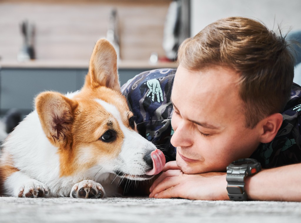 Close up of working professional lying on the floor with cute Corgi dog sticking out tongue while spending time at home. Taking responsibility for a dog provides purpose, fun and unconditional love, which in turn leads to better mental health and mental readiness.