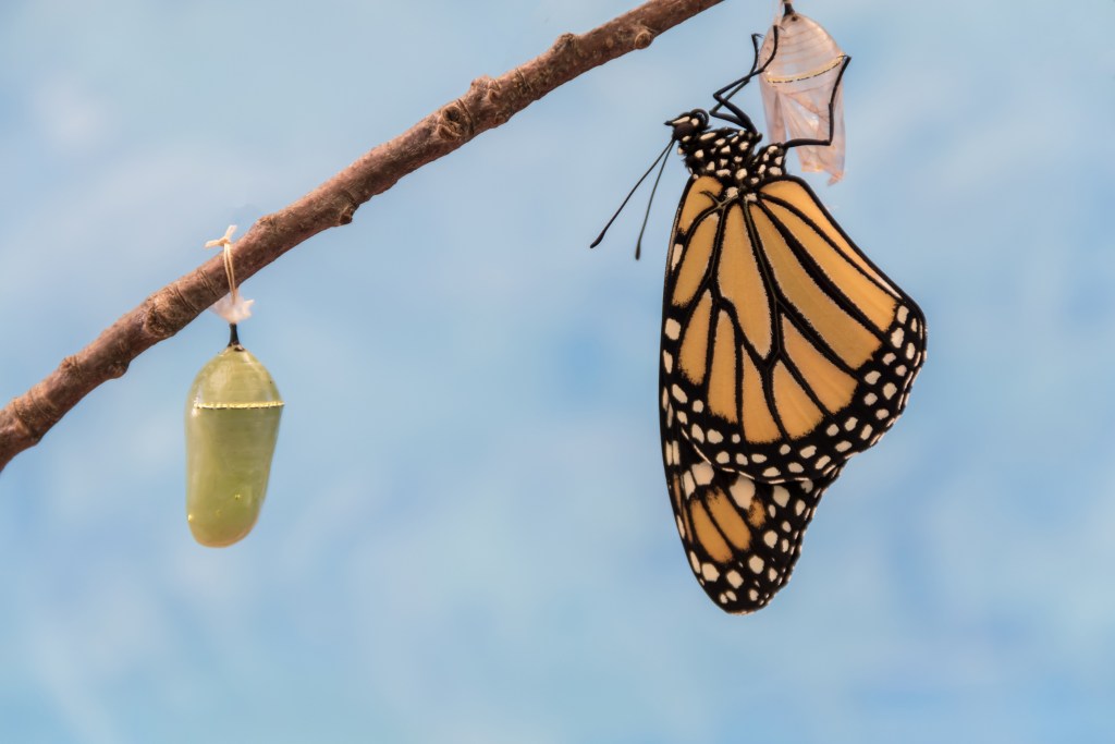 Twig with a full cocoon on the left side next to a Monarch Butterfly that just emerged from its "holding environment" - the cocoon - and dries its wings before taking to the sky.